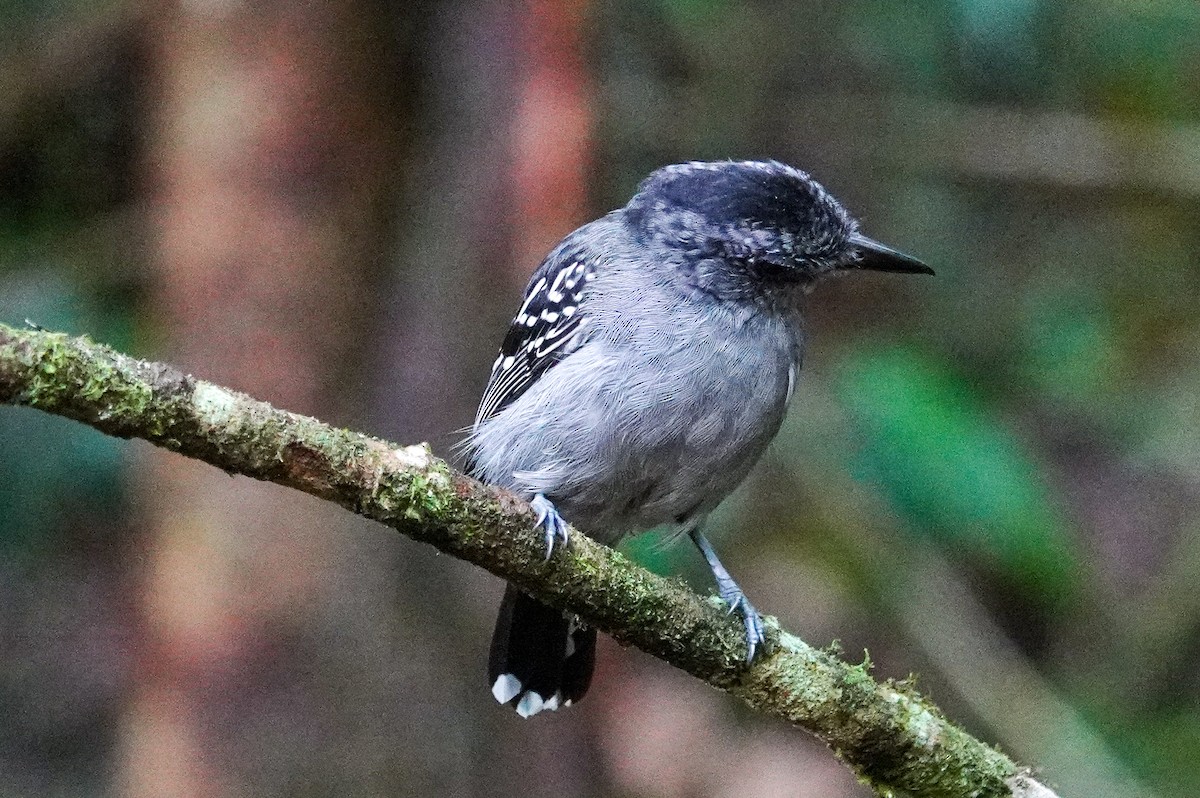 Black-crowned Antshrike - ML643967925