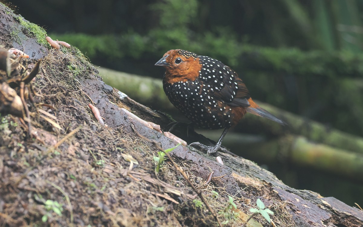 Ocellated Tapaculo - ML643967929