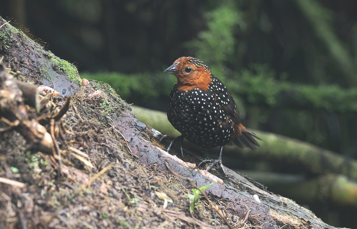 Ocellated Tapaculo - ML643967932