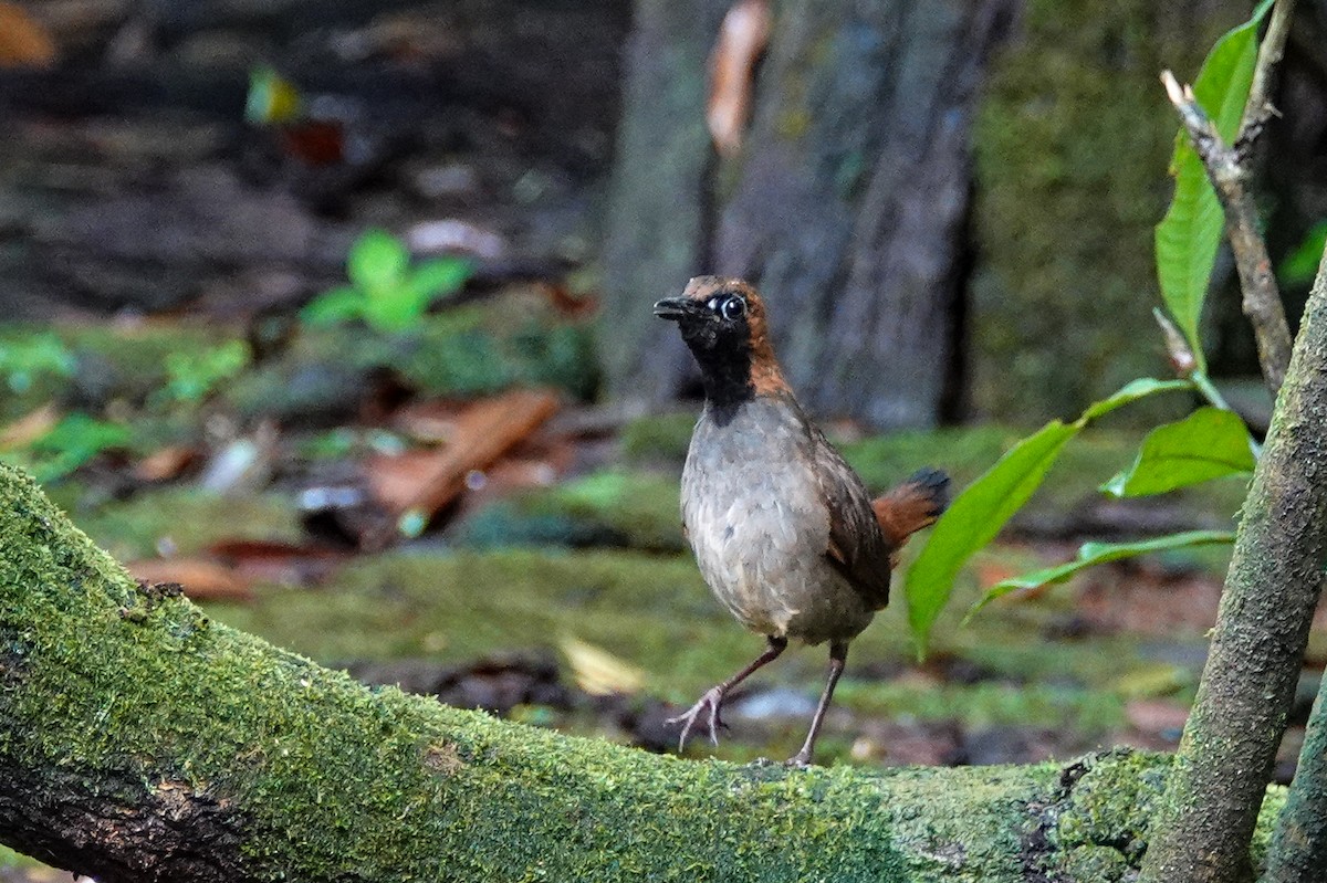 Black-faced Antthrush - ML643967940
