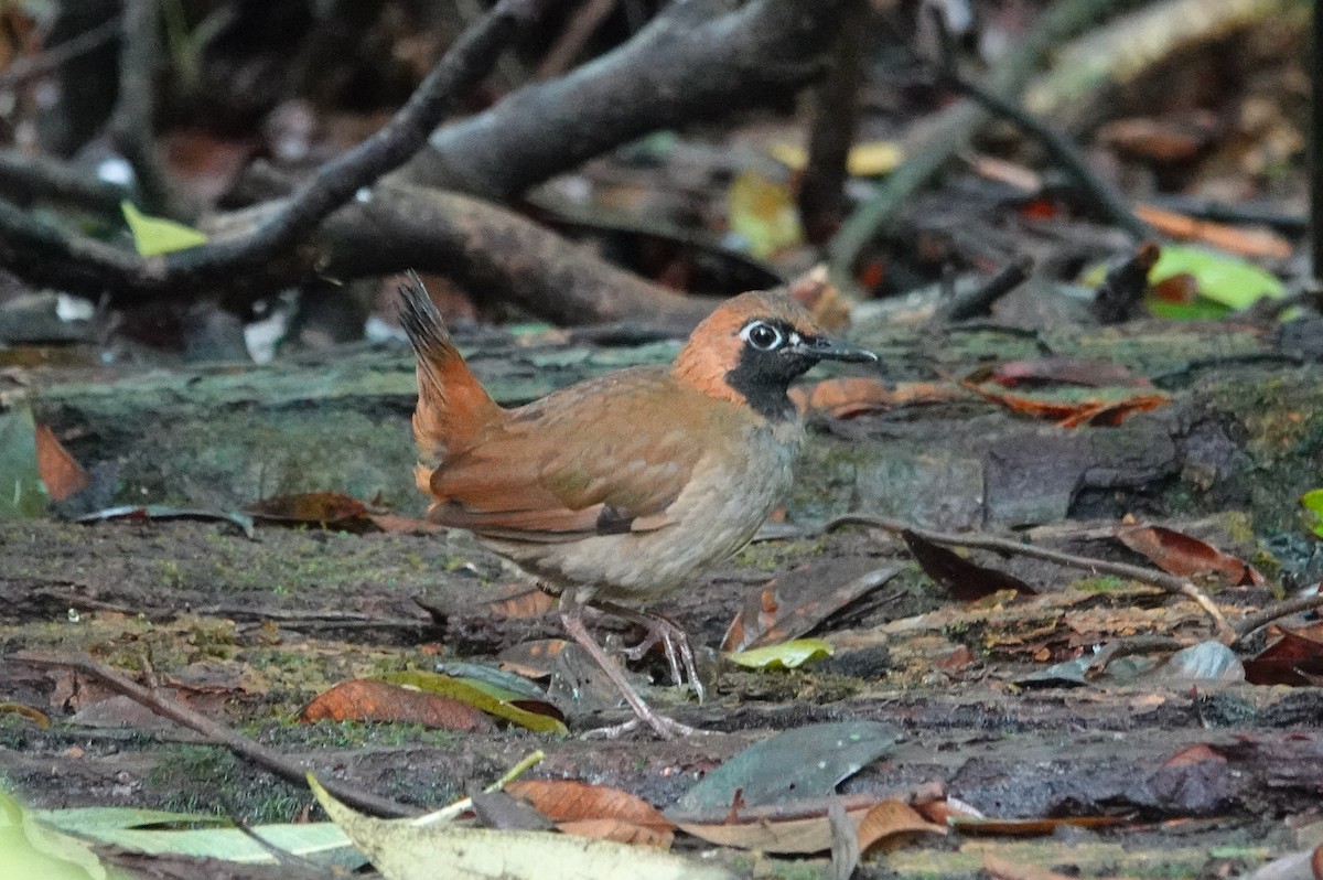Black-faced Antthrush - ML643967941