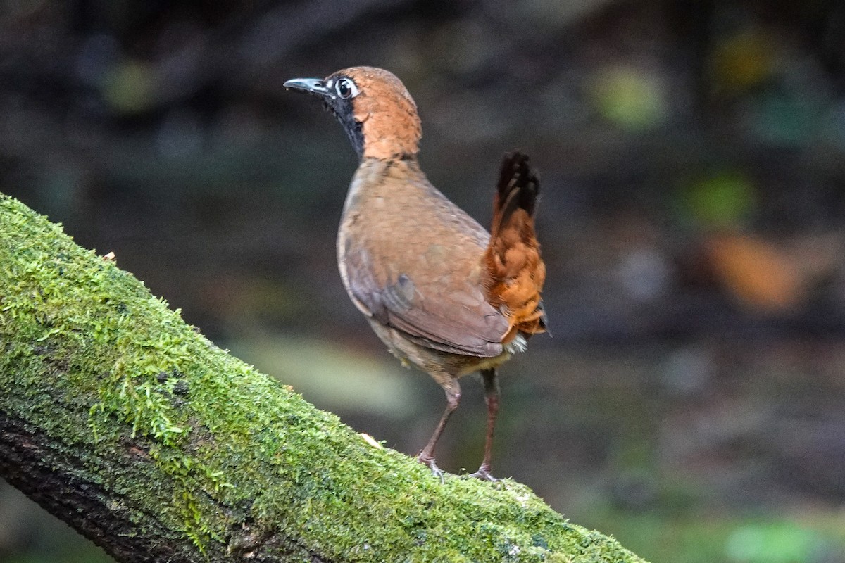 Black-faced Antthrush - ML643967942
