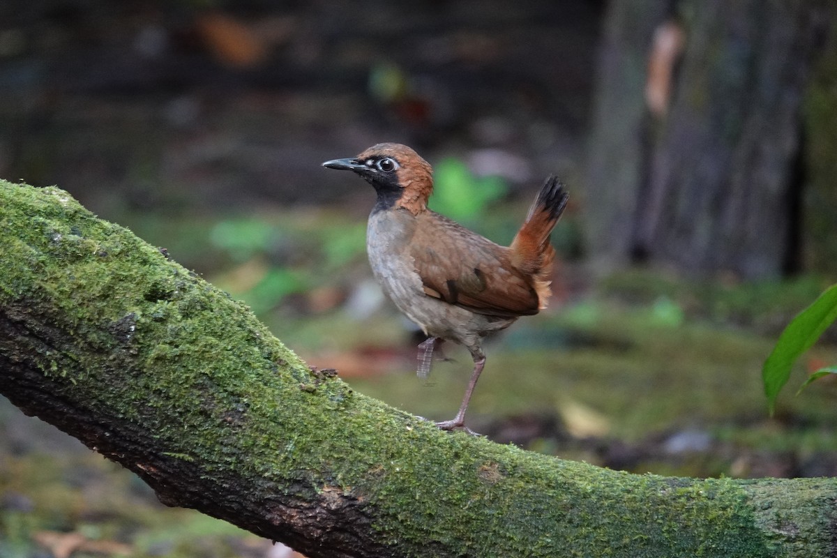 Black-faced Antthrush - ML643967943