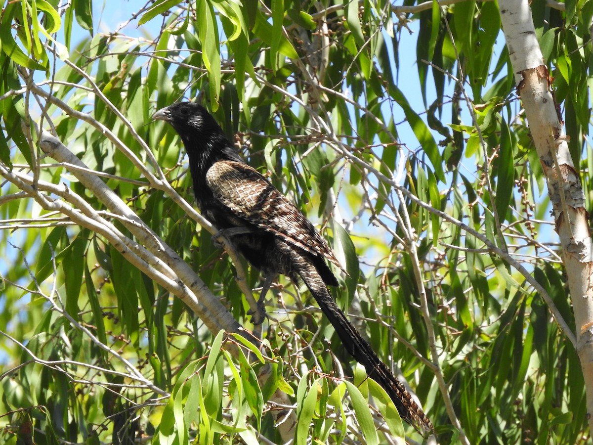 Pheasant Coucal - ML643967950