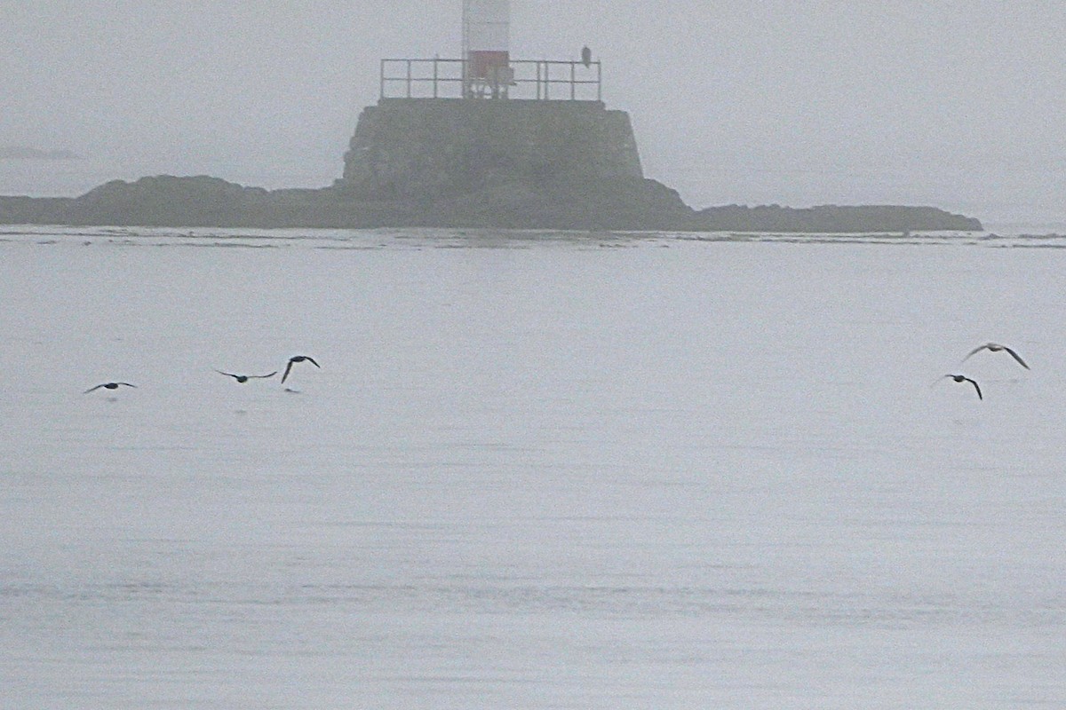 短尾水薙鳥 - ML643967958