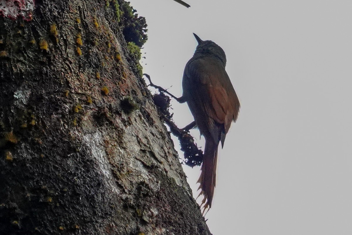 Olivaceous Woodcreeper - ML643967962