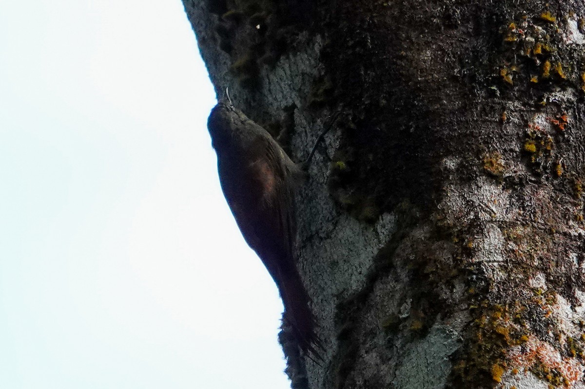 Olivaceous Woodcreeper - ML643967963