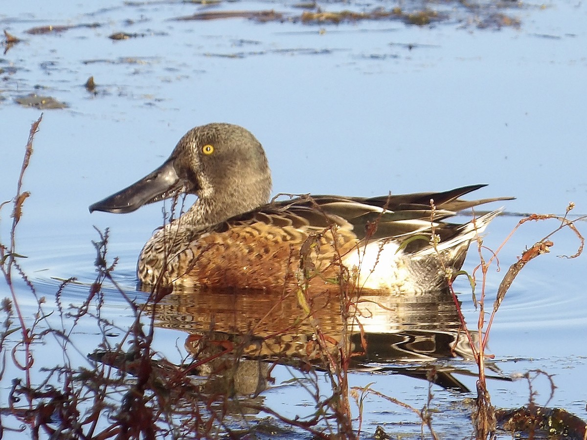 Northern Shoveler - ML643967983
