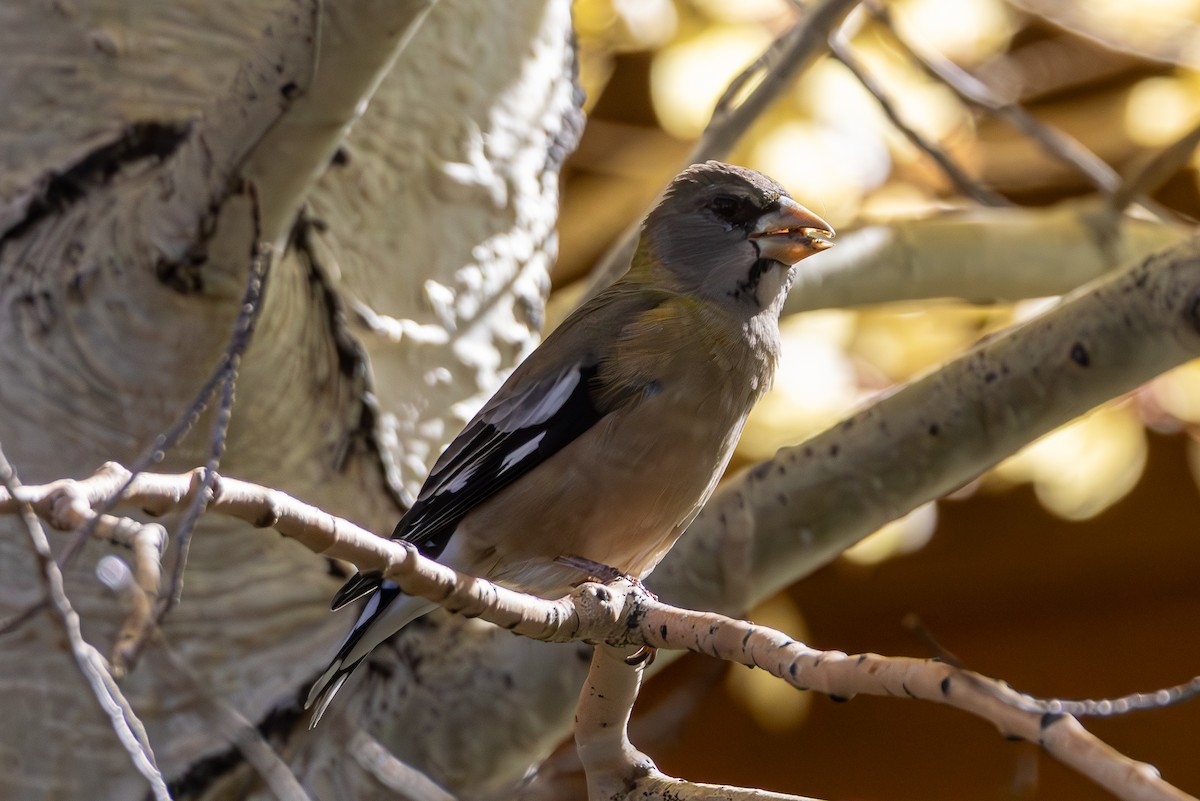 Evening Grosbeak - ML643967988
