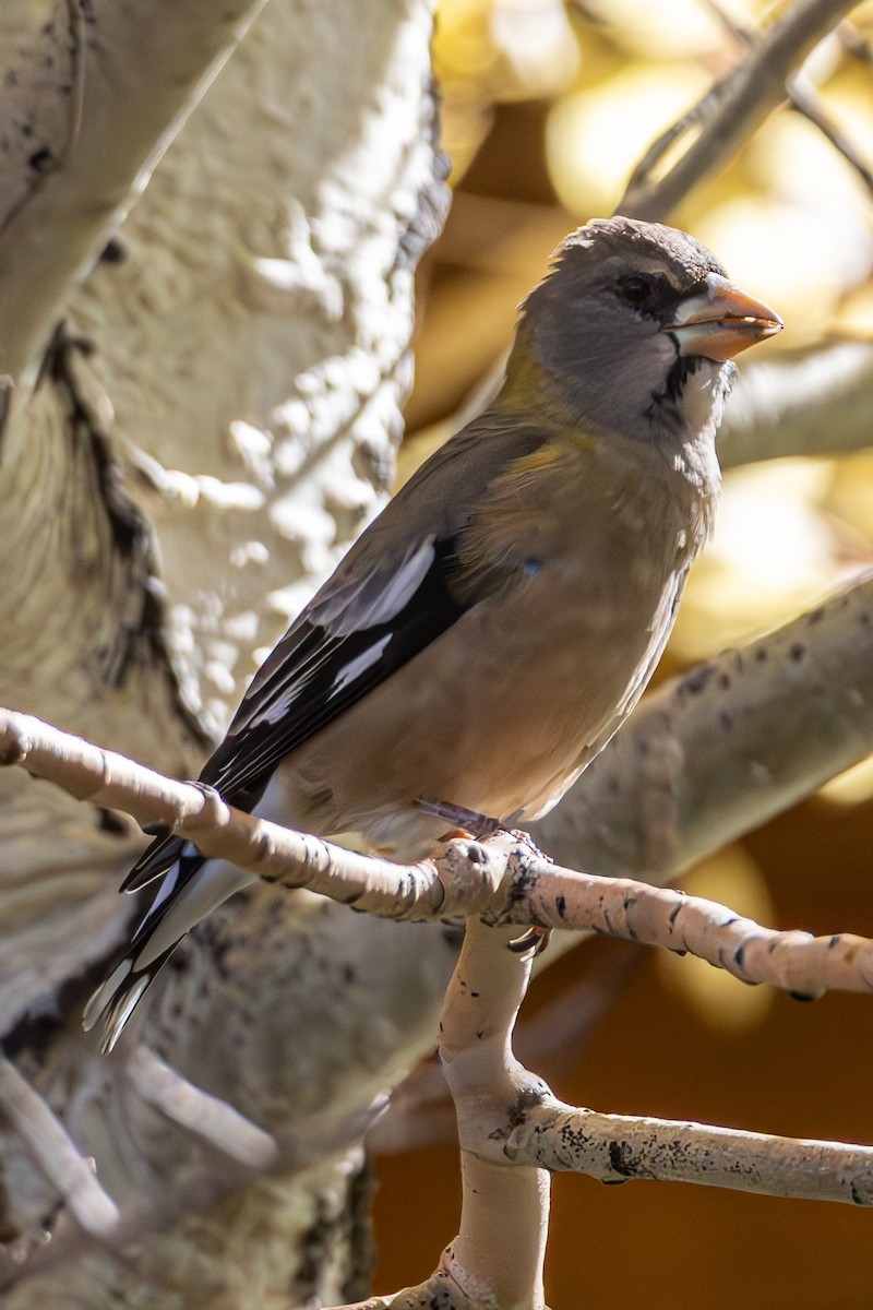 Evening Grosbeak - ML643967989