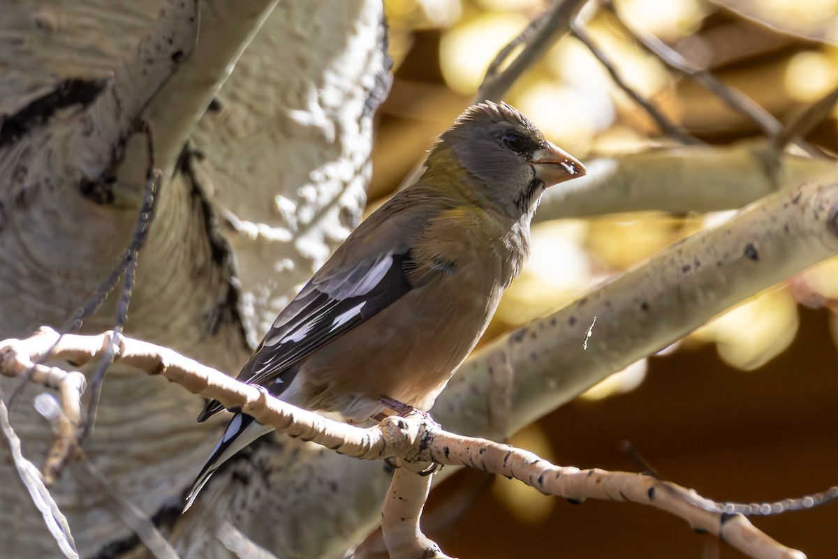 Evening Grosbeak - ML643967990