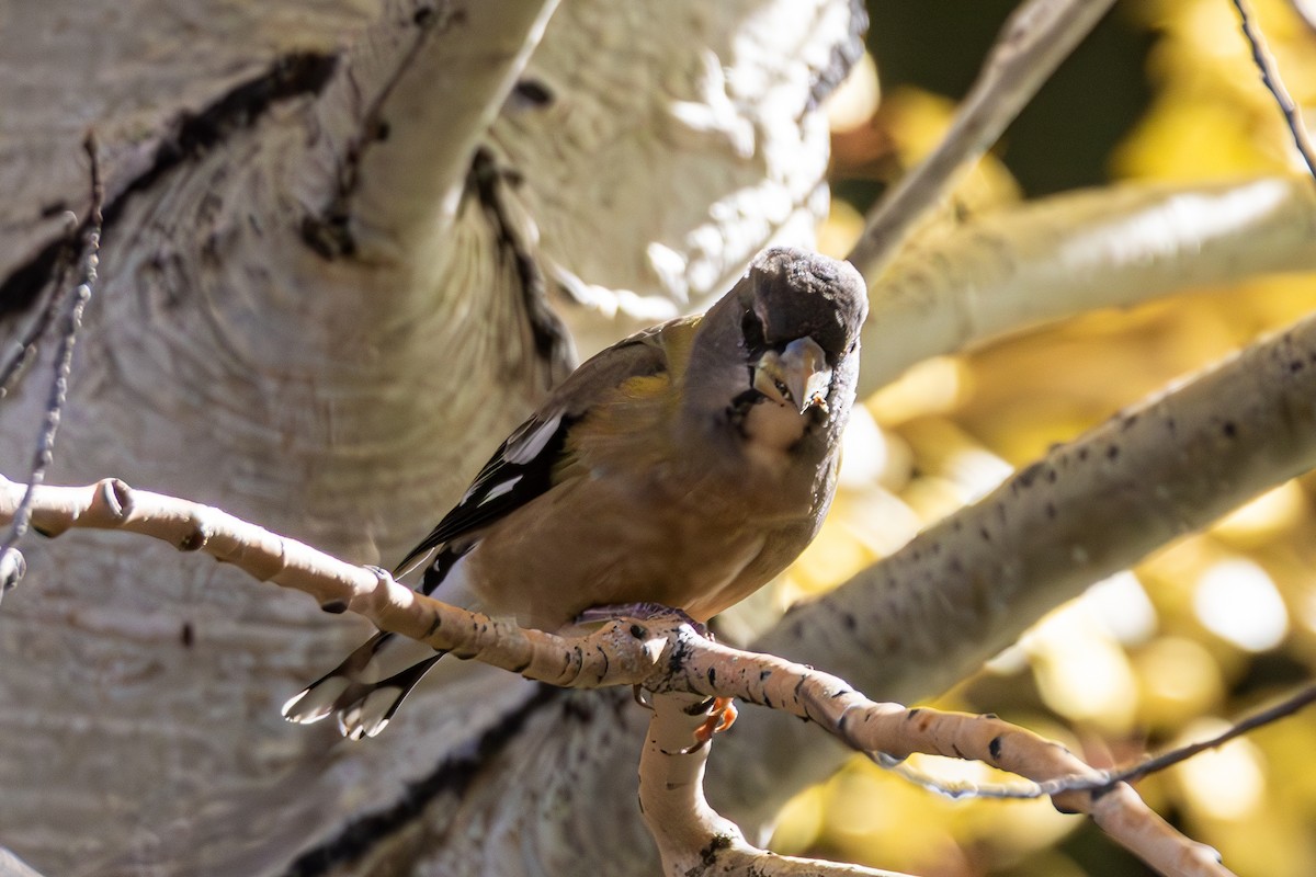 Evening Grosbeak - ML643967991