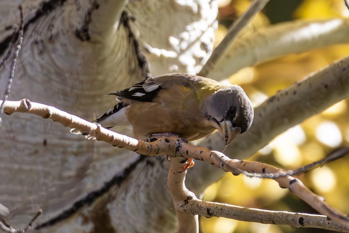 Evening Grosbeak - ML643967992