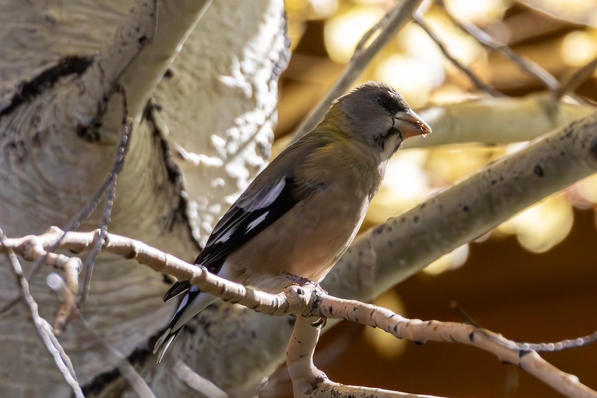 Evening Grosbeak - ML643967993