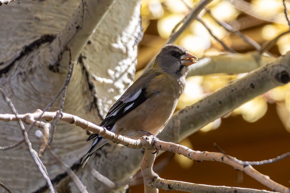 Evening Grosbeak - ML643967994