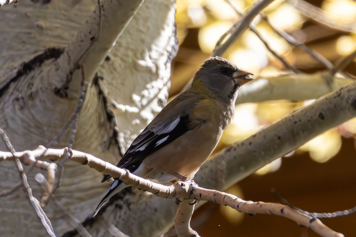 Evening Grosbeak - ML643967995