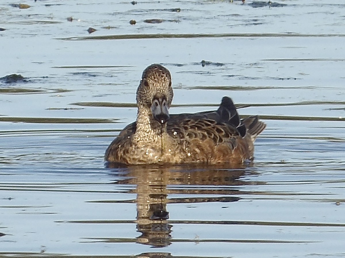 American Wigeon - ML643967999