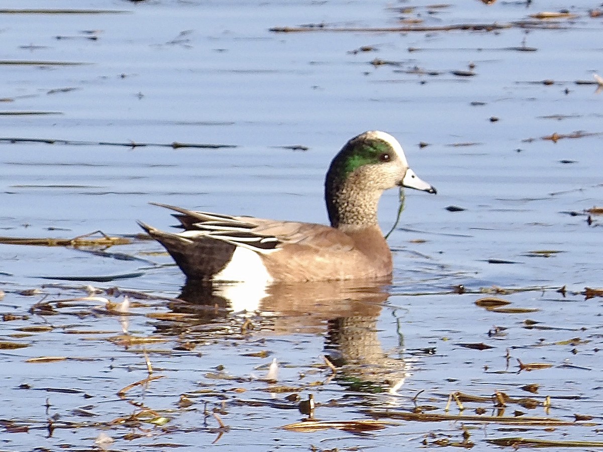 American Wigeon - ML643968000