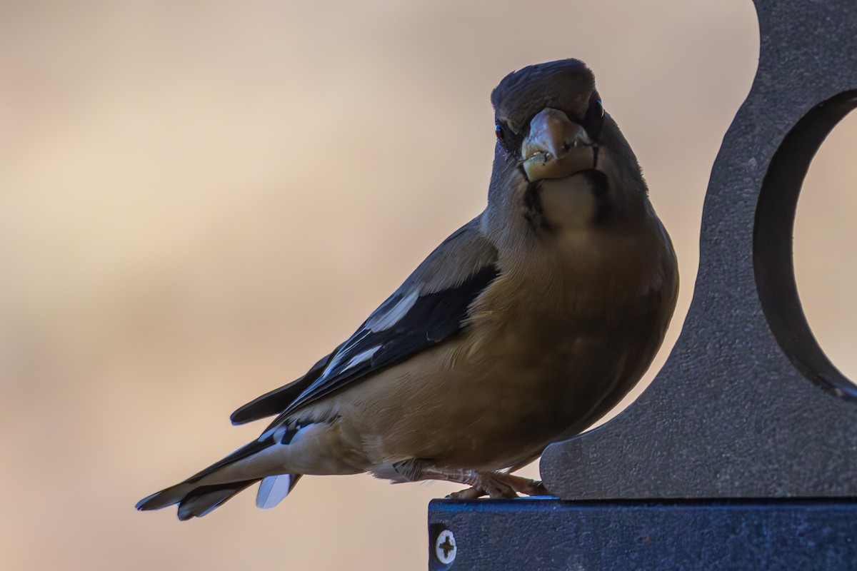 Evening Grosbeak - ML643968001