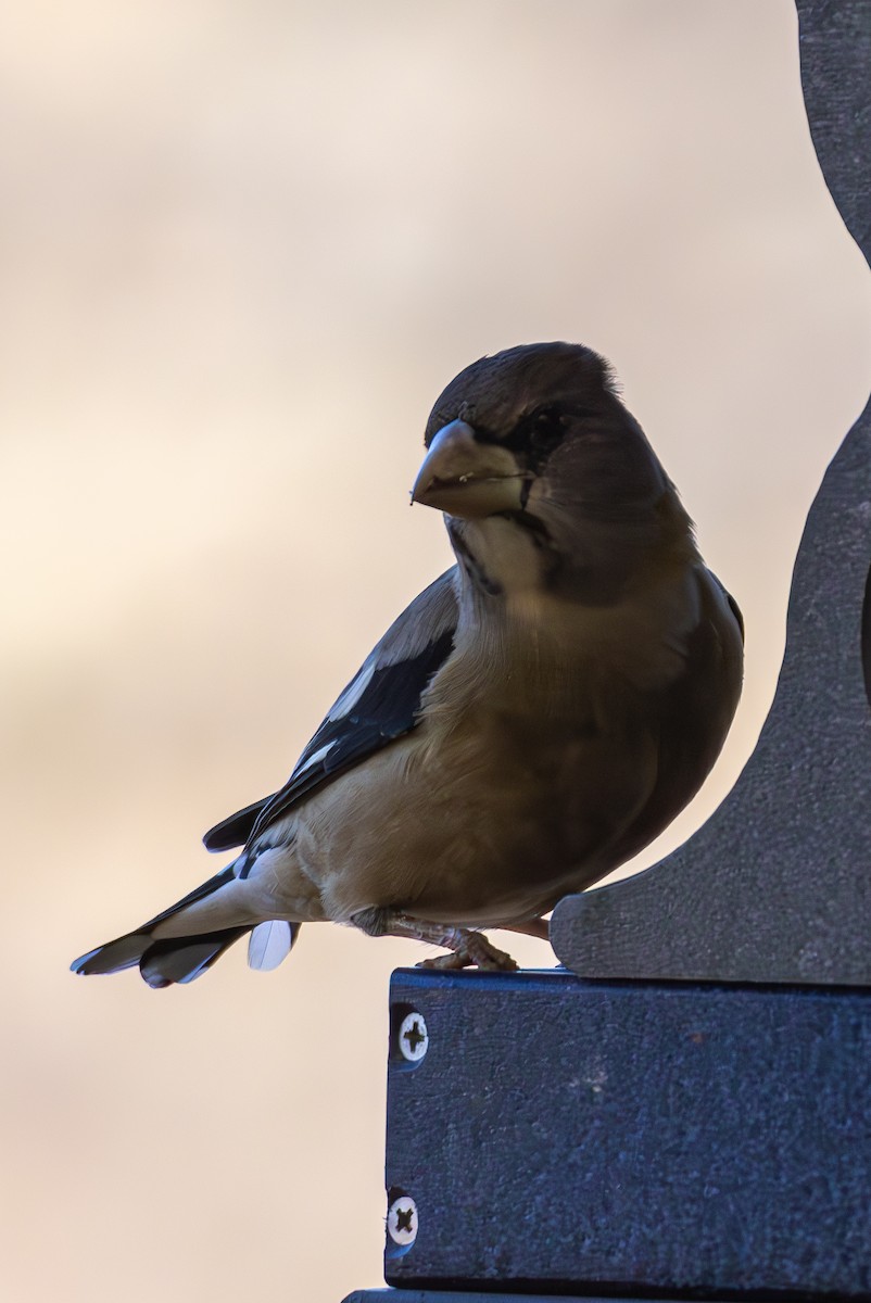 Evening Grosbeak - ML643968002