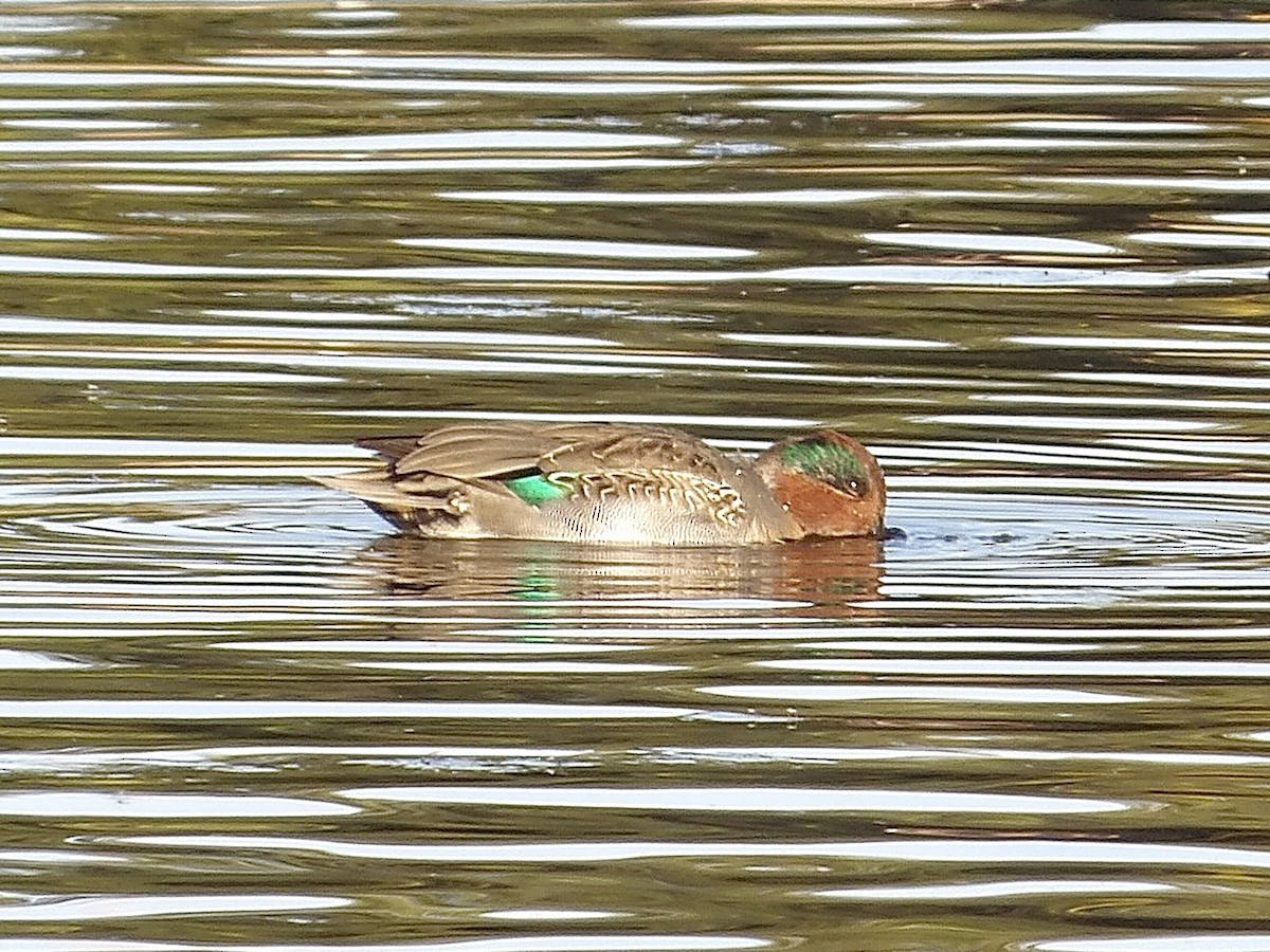 Green-winged Teal - ML643968009