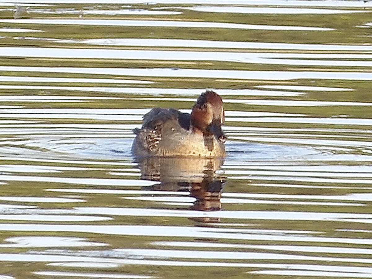 Green-winged Teal - ML643968010