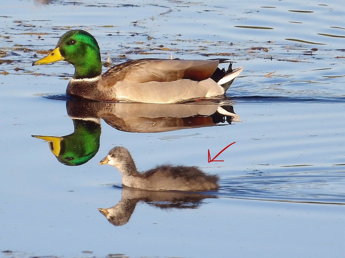 American Coot - ML643968033