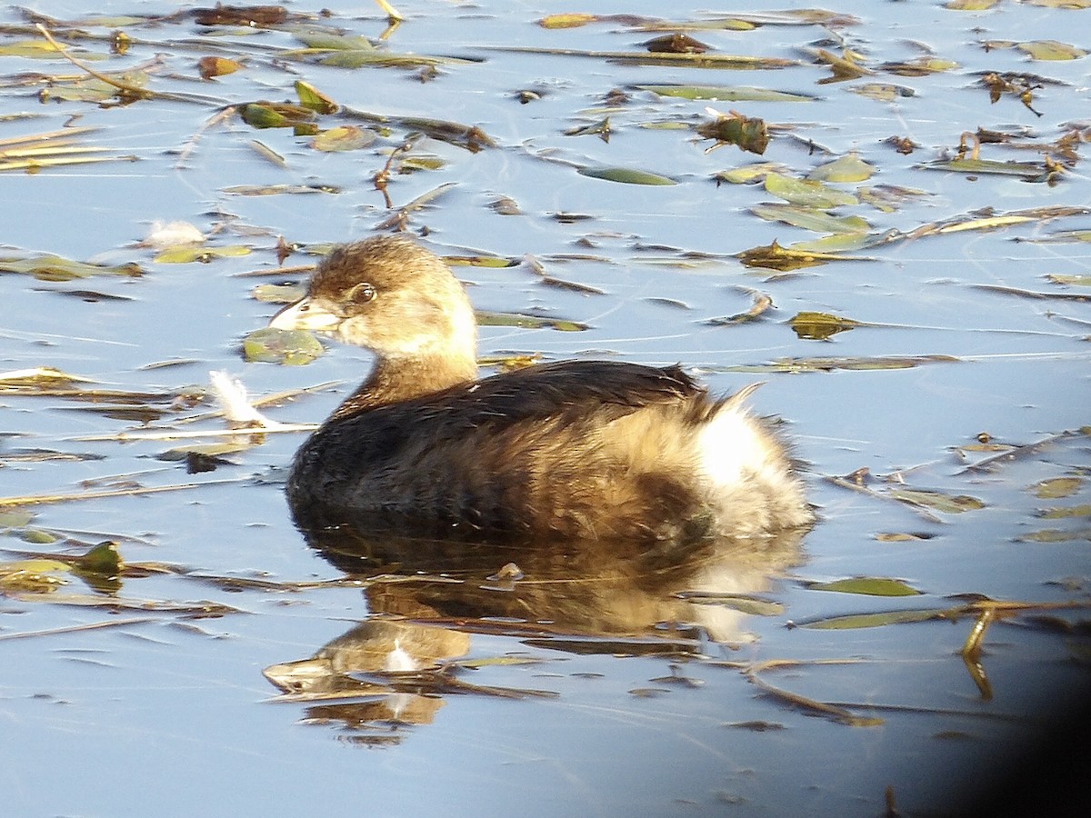 Pied-billed Grebe - ML643968035