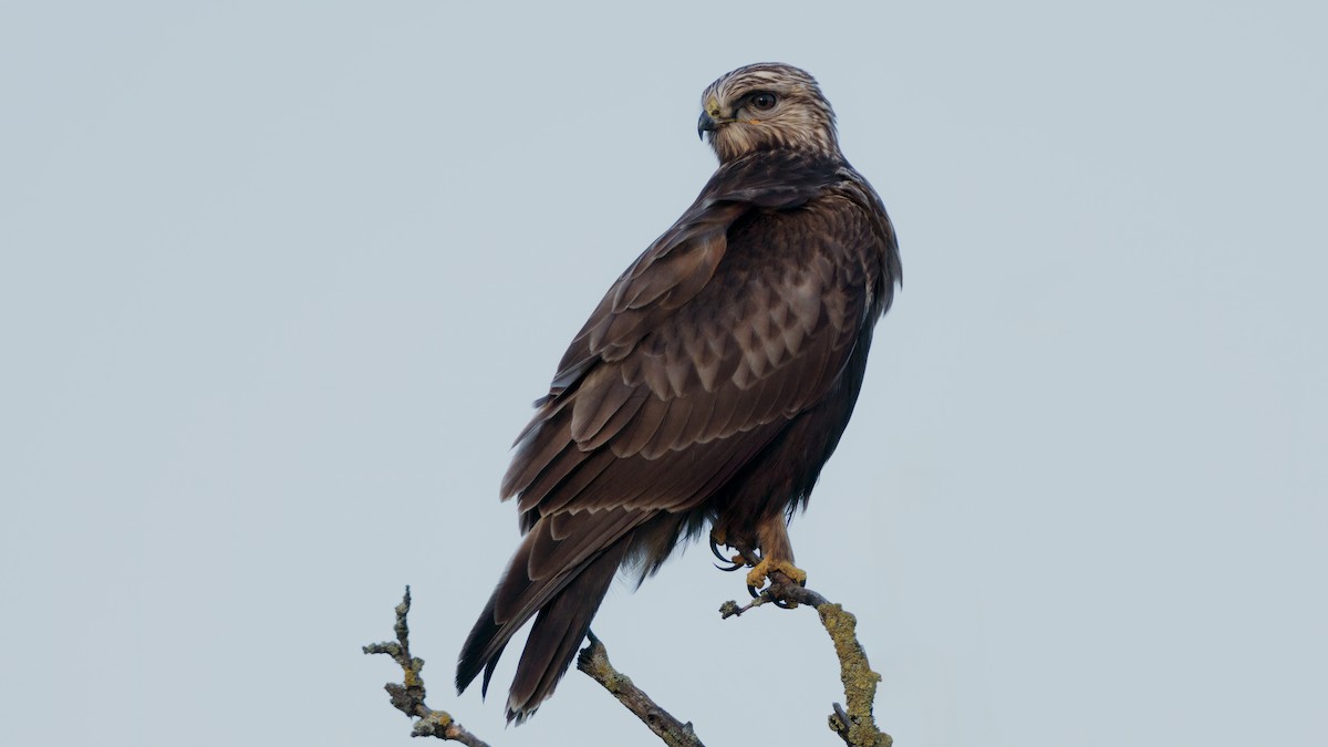 Rough-legged Hawk - ML643968036