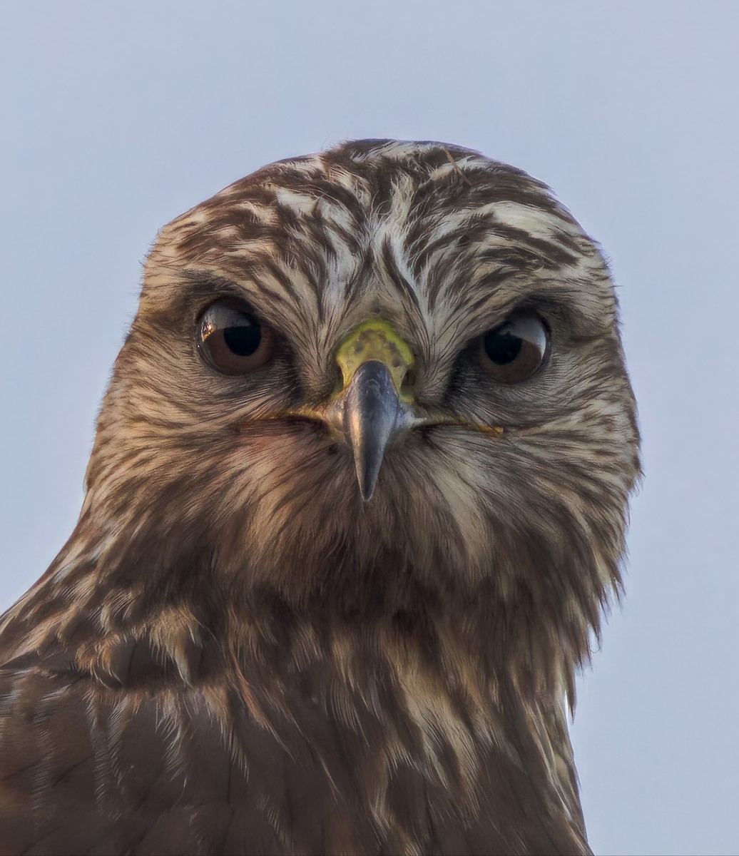 Rough-legged Hawk - ML643968037