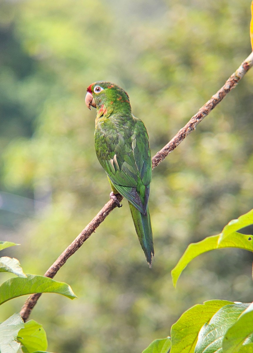 Conure de Finsch - ML643968042