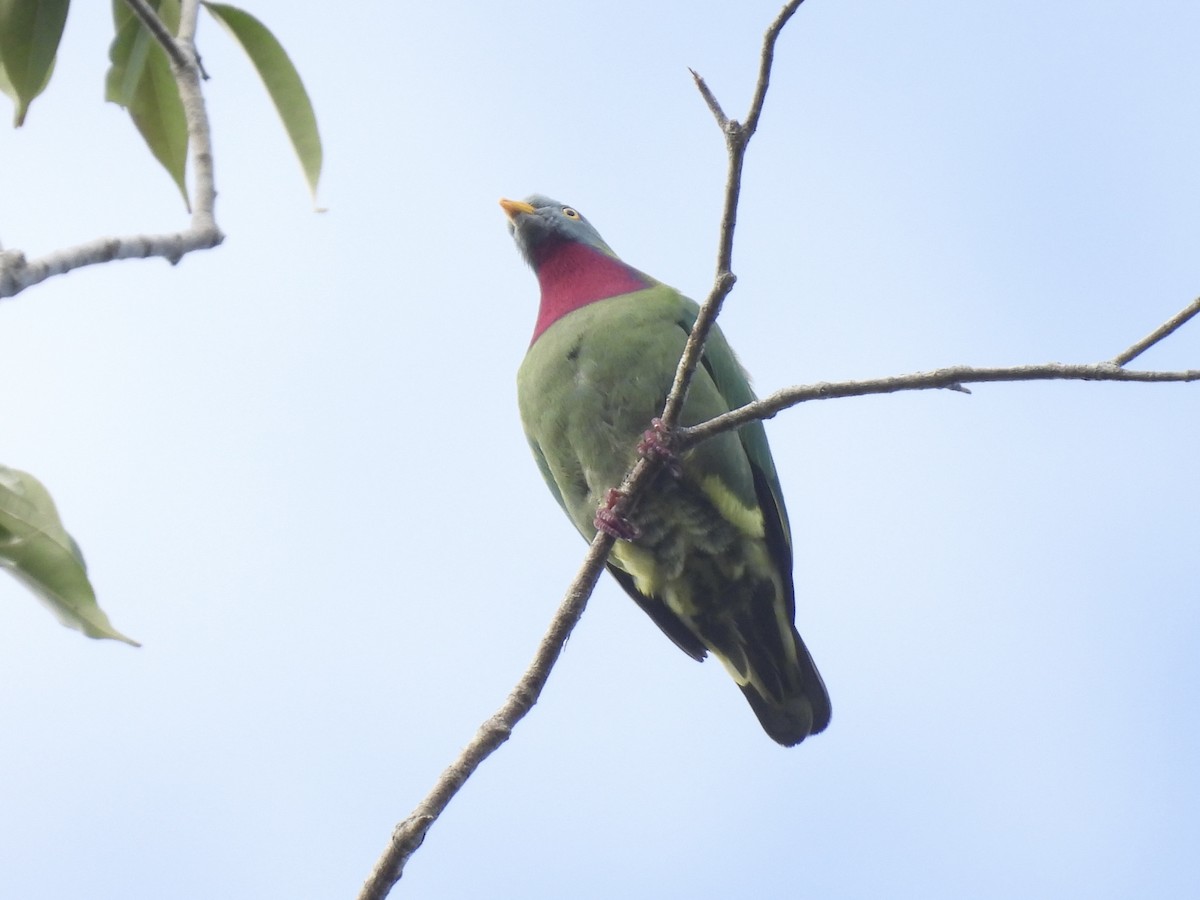 Claret-breasted Fruit-Dove - ML643968044