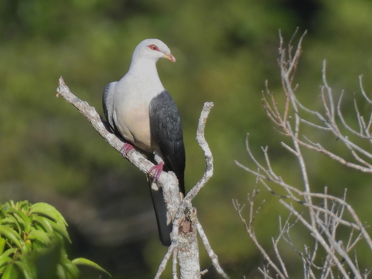 Pale Mountain-Pigeon - ML643968049