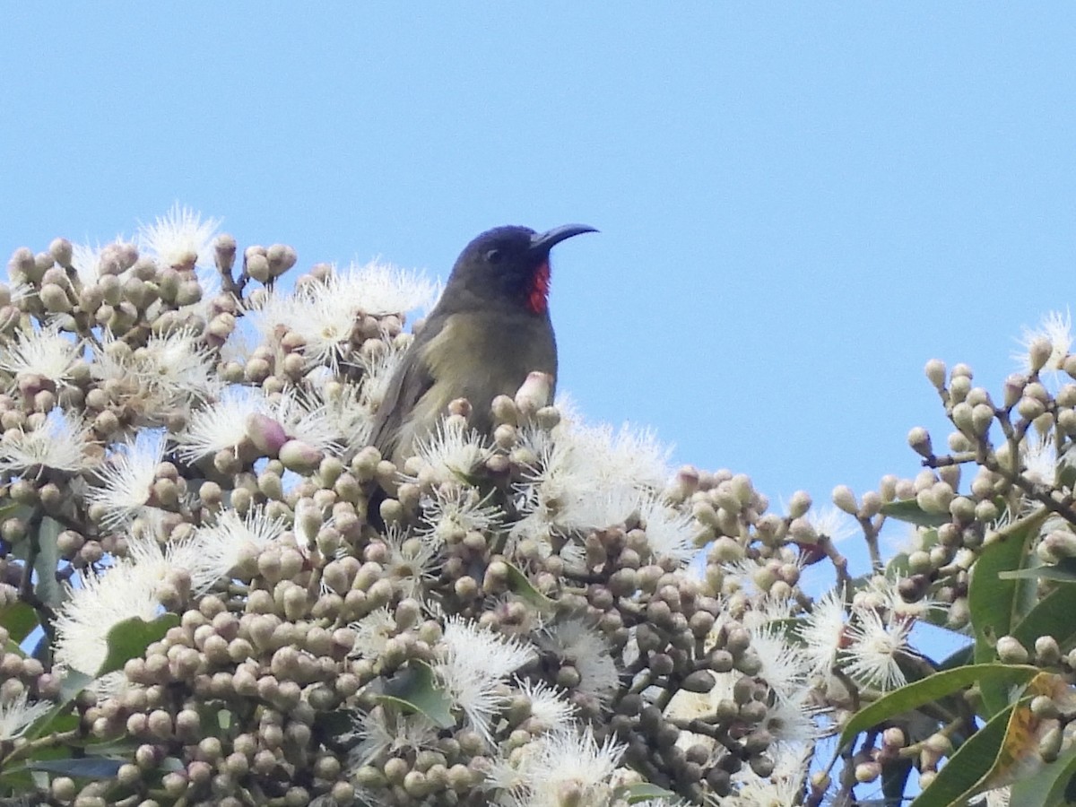 Yellow-vented Myzomela - ML643968057