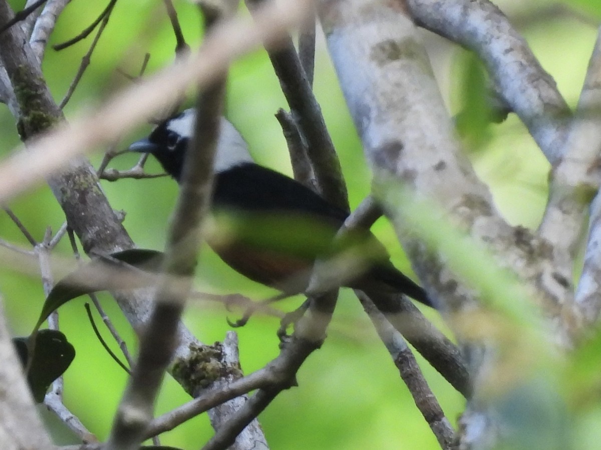 White-capped Monarch - ML643968061