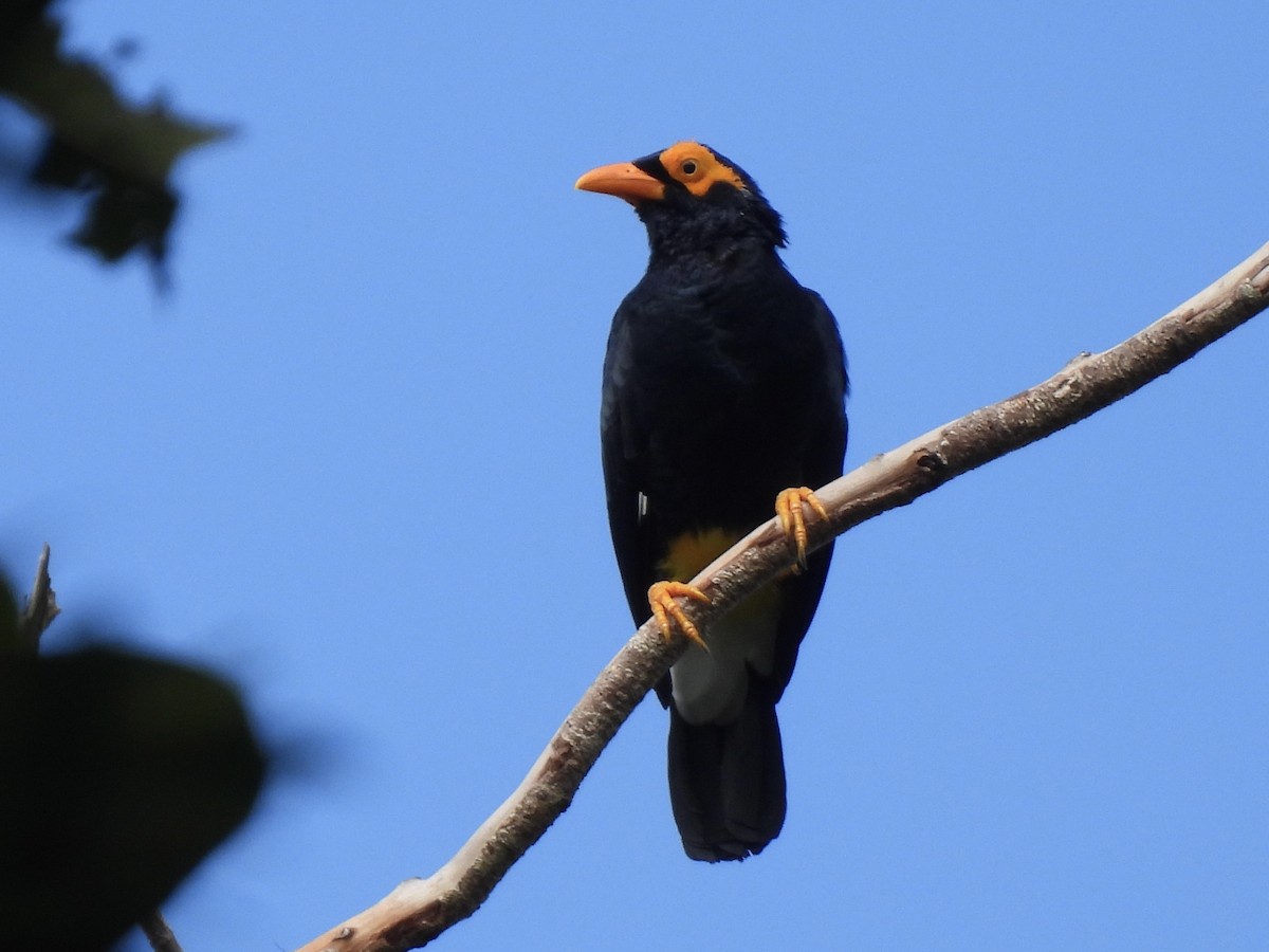 Long-tailed Myna - ML643968076