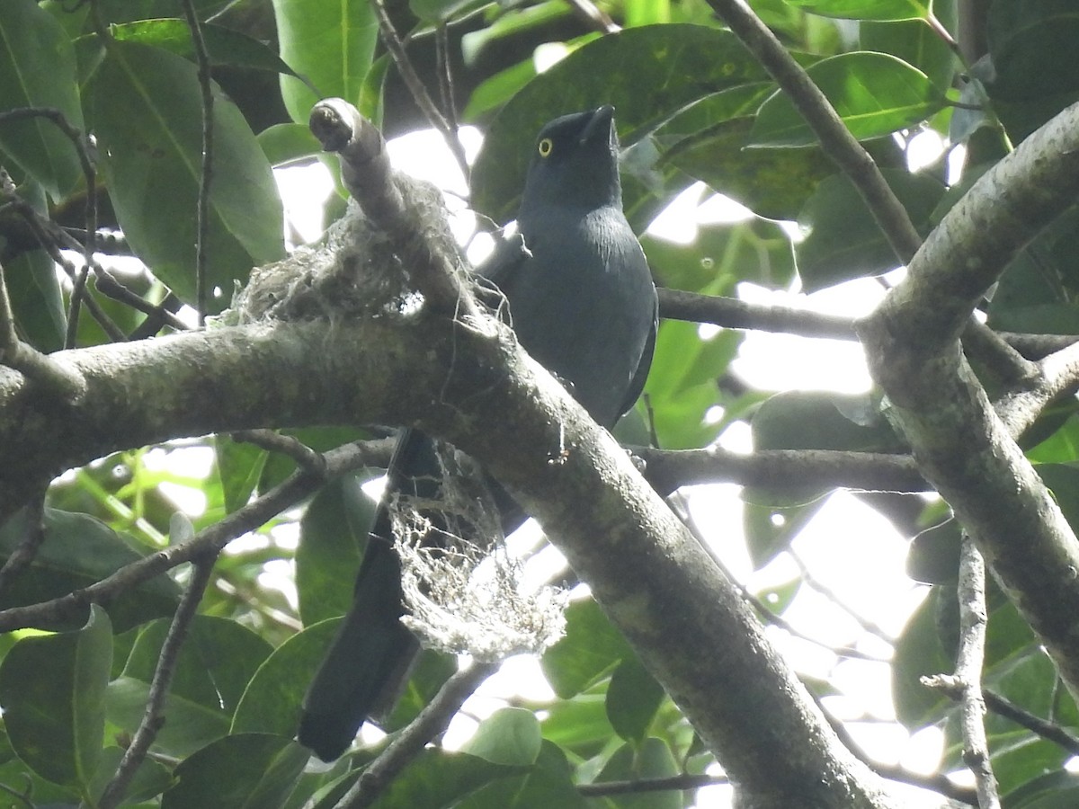Barred Cuckooshrike - ML643968082