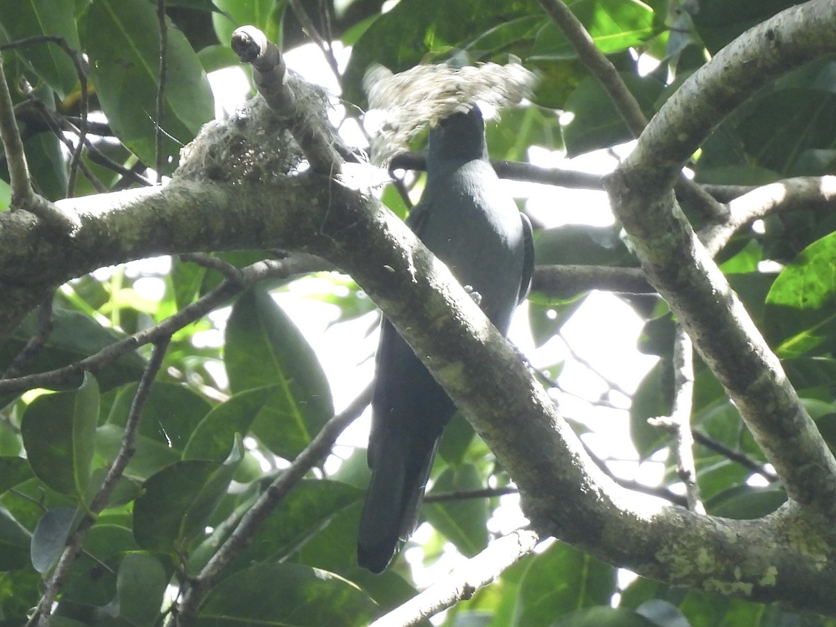 Barred Cuckooshrike - ML643968083