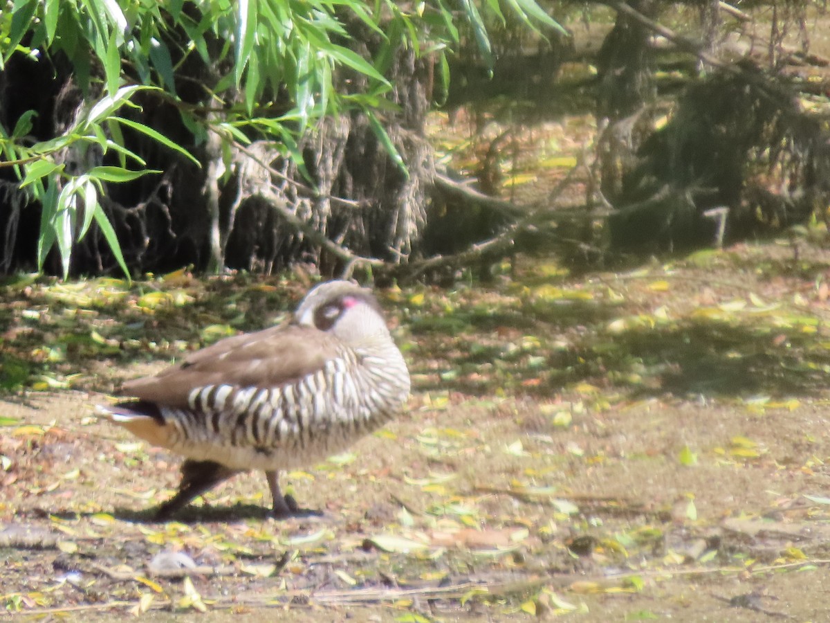 leppeand - ML643968093