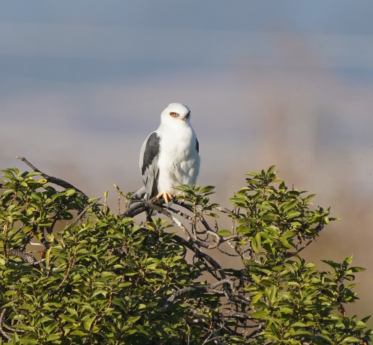 White-tailed Kite - ML643968096