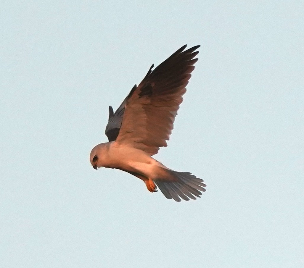 White-tailed Kite - ML643968100