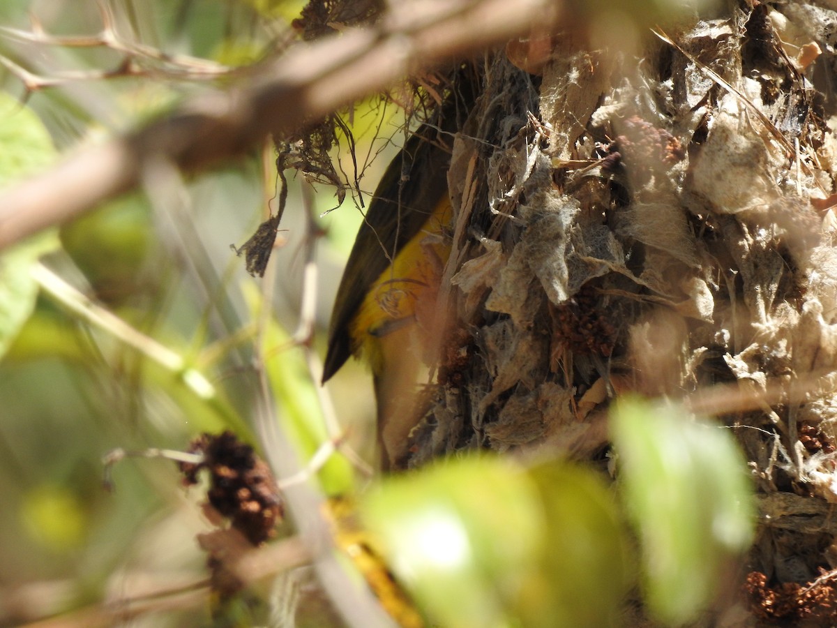Sahul Sunbird - ML643968111