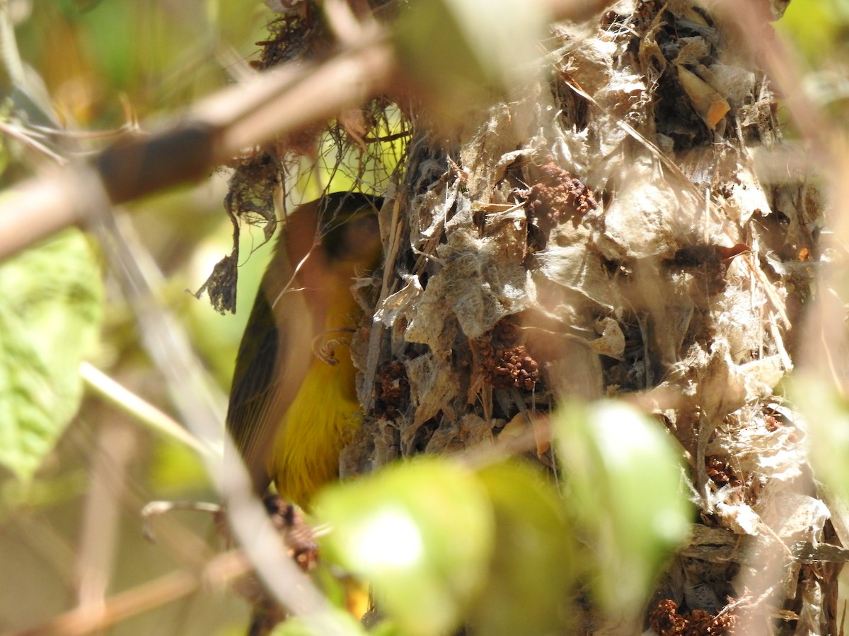 Sahul Sunbird - ML643968112