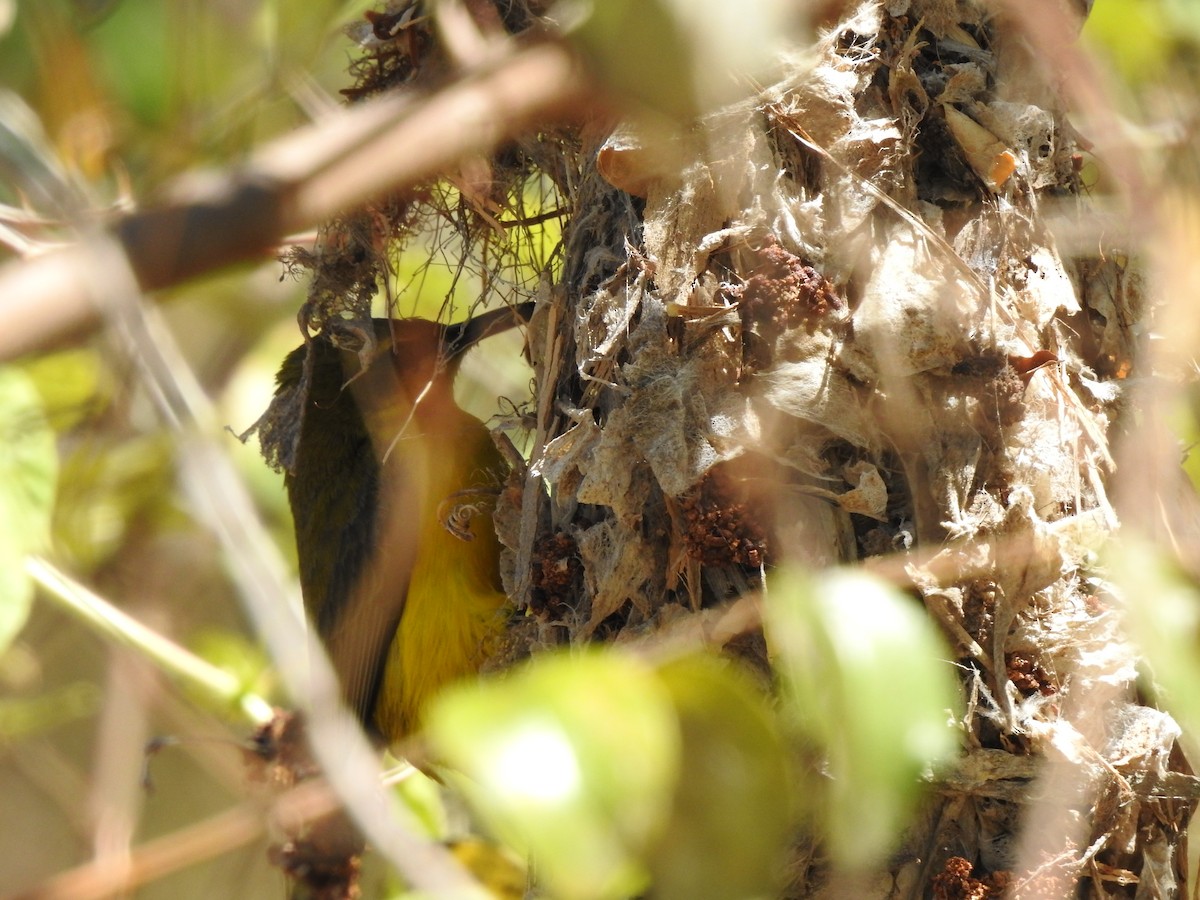 Sahul Sunbird - ML643968113