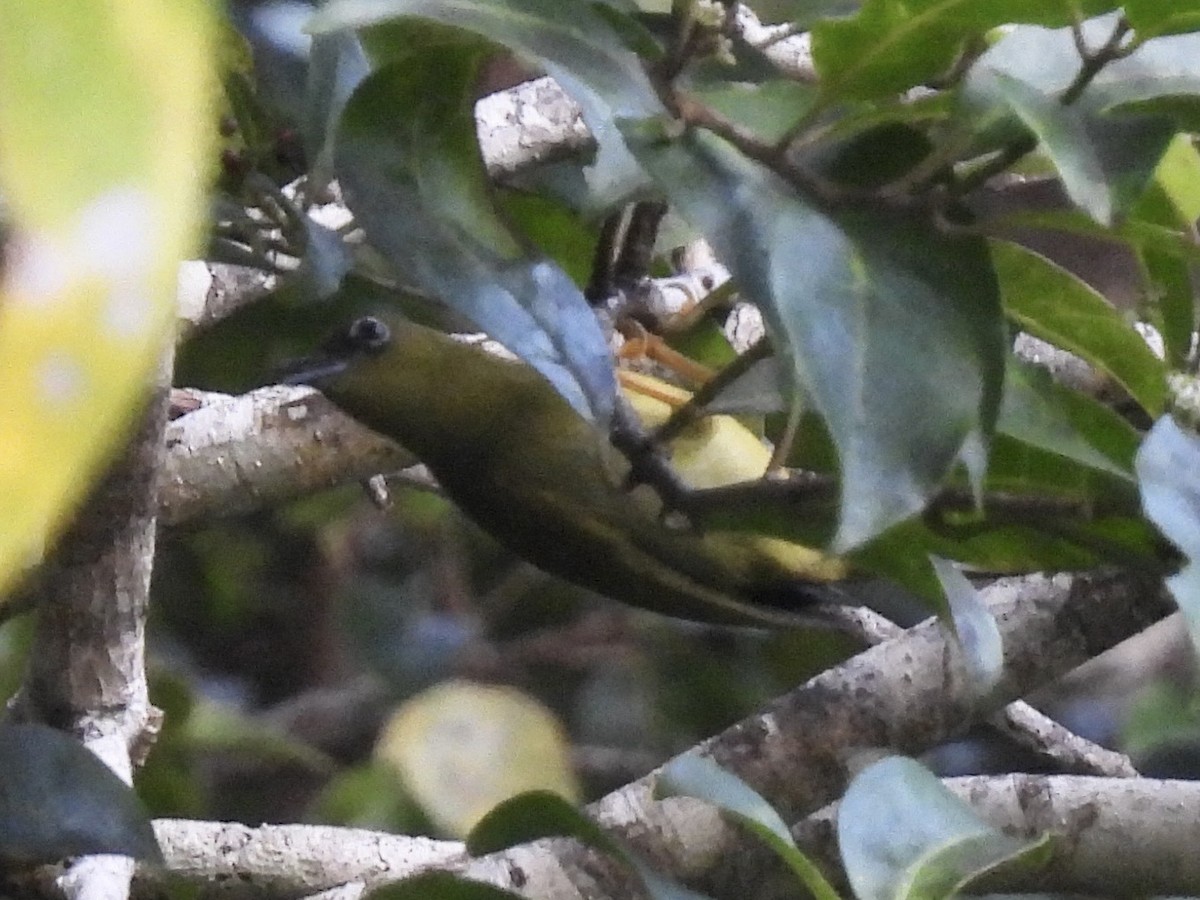 Solomons White-eye - ML643968121