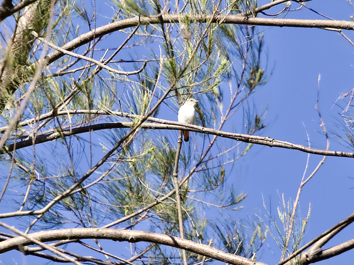 Mistletoebird - ML643968122