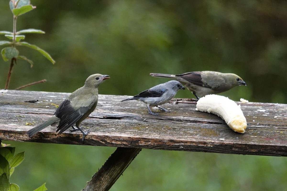 Plain-colored Tanager - ML643968124