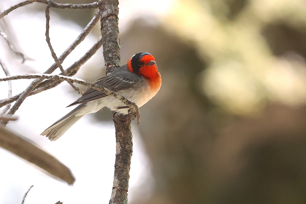 Red-faced Warbler - ML643968144