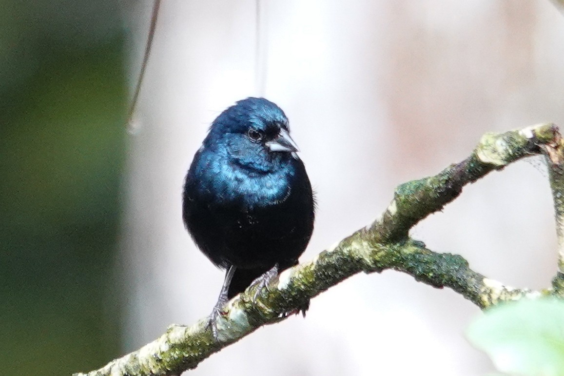 Blue-black Grassquit - ML643968182