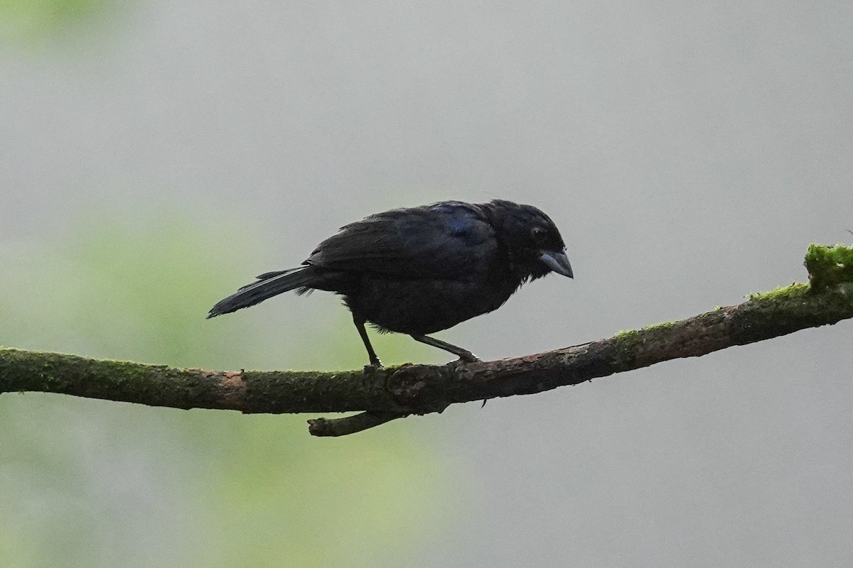Blue-black Grassquit - ML643968183